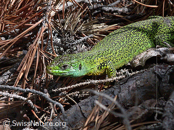 Foto: Smaragdeidechse (Lacerta bilineata).