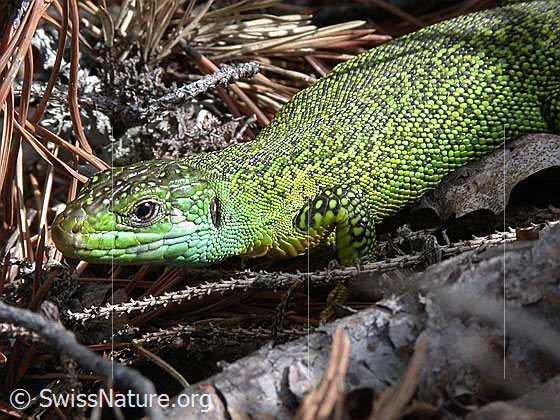 Foto: Smaragdeidechse (Lacerta bilineata).