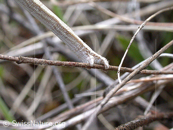 Foto: Raupe, welche bei Gefahr die Form eines kleinen Astes annimmt und so verharrt, bis die Gefahr vorbei ist. Nahaufnahme
Lat.: Scotopteryx mucronata
Familie: Geometridae