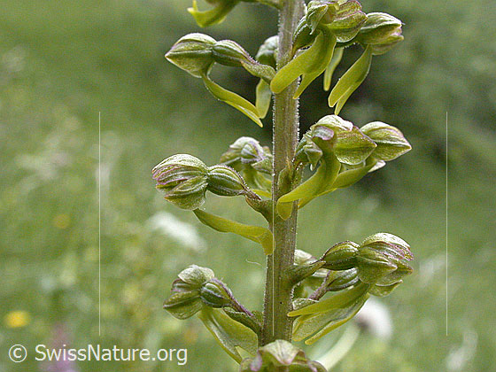 Foto: Grosses Zweiblatt 
Lat.: Listera ovata
Familie: Orchidaceae