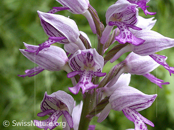 Photo: Orchis militaris. Blossoms.
Lat.: Orchis militaris
Family: Orchidaceae
Subfamily: Orchidoideae
Genus: Orchis