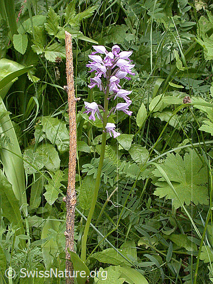 Photo: Orchis militaris. Whole plant (habiti).
Lat.: Orchis militaris
Family: Orchidaceae
Subfamily: Orchidoideae
Genus: Orchis