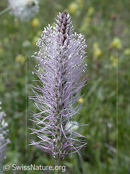 Foto: Mittlerer Wegerich 
Lat.: Plantago media