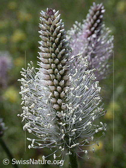 Foto: Mittlerer Wegerich 
Lat.: Plantago media
