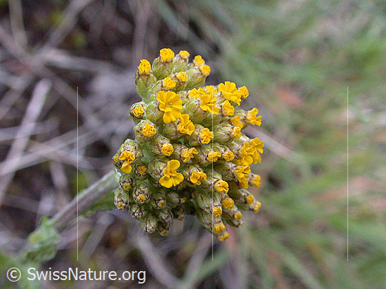 Foto: Gelbe Scharfgarbe, Blüten, nur teilweise geöffnet. 
Lat.: Achillea tomentosa