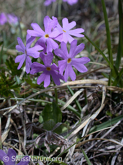 Foto: Mehl-Primel 
Lat.: Primula farinosa