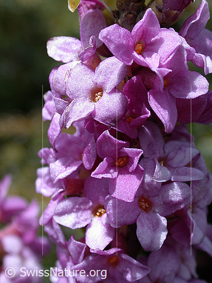 Foto: Seidelbast, Nahaufnahme der Blüte
Lat.: Daphne mezereum