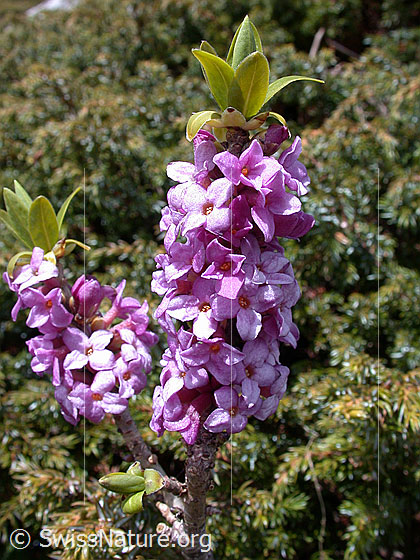 Foto: Seidelbast, Blüten 
Lat.: Daphne mezereum