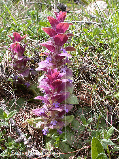 Foto: Pyramiden-Günsel 
Lat.: Ajuga pyramidalis
