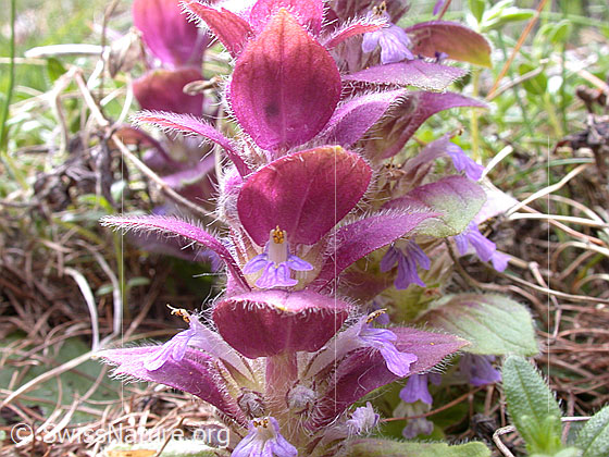 Foto: Pyramiden-Günsel, Blüte, Nahaufnahme 
Lat.: Ajuga pyramidalis