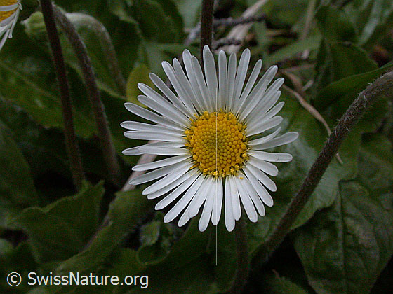 Foto: Alpenmasslieb, Blüte 
Lat.: Aster bellidastrum