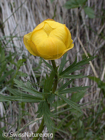 Foto: Europäische Trollblume 
Lat.: Trollius europaeus