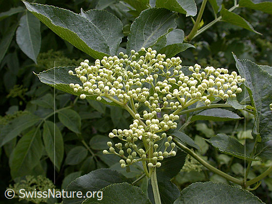 Schwarzer Holunder (Sambucus nigra)