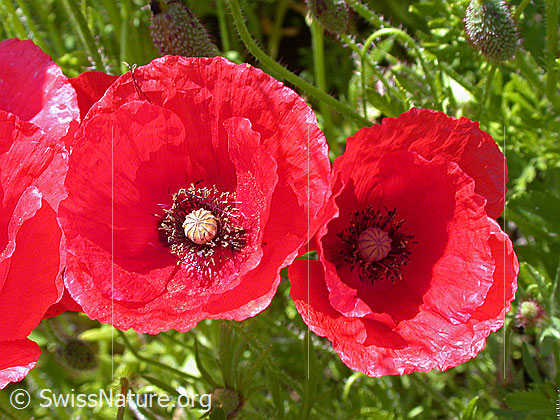 Foto: Klatsch-Mohn
Lat.: Papaver rhoeas
Familie: Papaveraceae