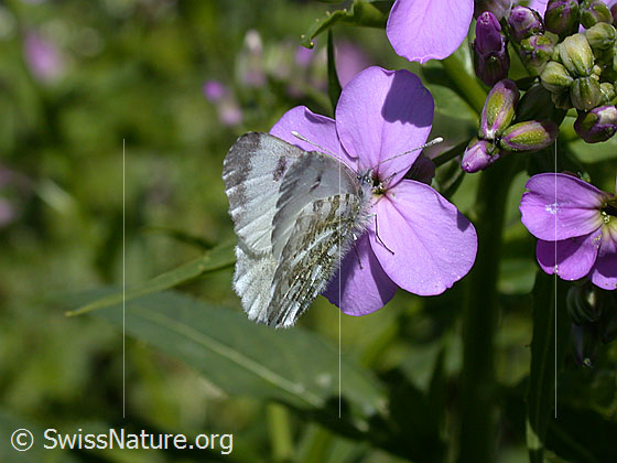Foto: Aurorafalter (Anthochais cardamines) an Blüte der Gemeinen Nachtviole (Hesperis matronalis). Weibchen, Flügel geschlossen, Ansicht von schräg oben.