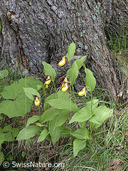 Foto: Frauenschuh 
Umgebung: Lichter Wald.
Lat.: Cypripedium calceolus
Familie: Orchidaceae (Orchideen)