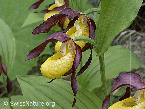Foto: Frauenschuh 
Umgebung: Lichter Wald.
Lat.: Cypripedium calceolus
Familie: Orchidaceae