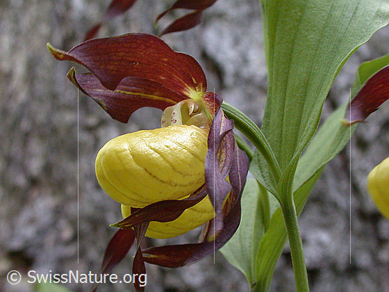 Foto: Frauenschuh 
Umgebung: Lichter Wald.
Lat.: Cypripedium calceolus
Familie: Orchidaceae (Orchideen)