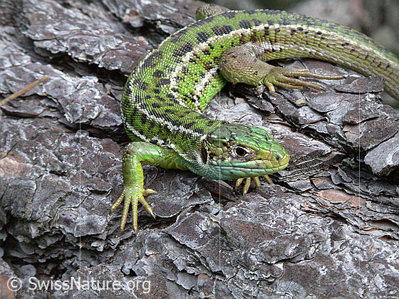 Smaragdeidechse (Lacerta bilineata) auf Baumstamm