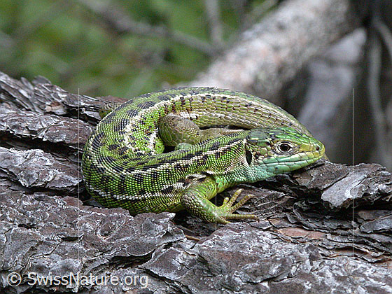 Foto: Smaragdeidechse (Lacerta bilineata) auf Baumstamm.