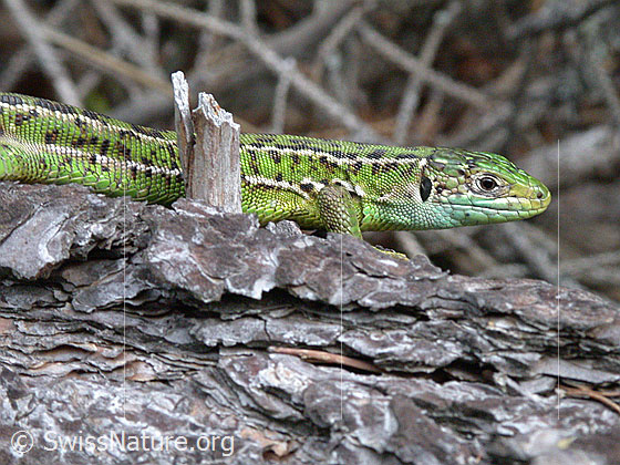 Foto: Smaragdeidechse (Lacerta bilineata) auf Baumstamm.