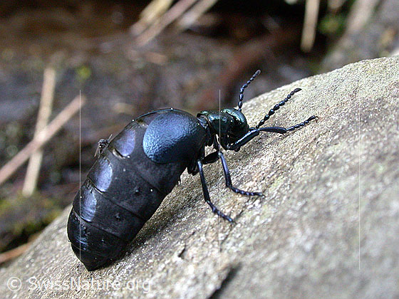 Photo: Meloe proscarabaeus. Length 11 - 35mm. Female. Pregnant female before egg laying.