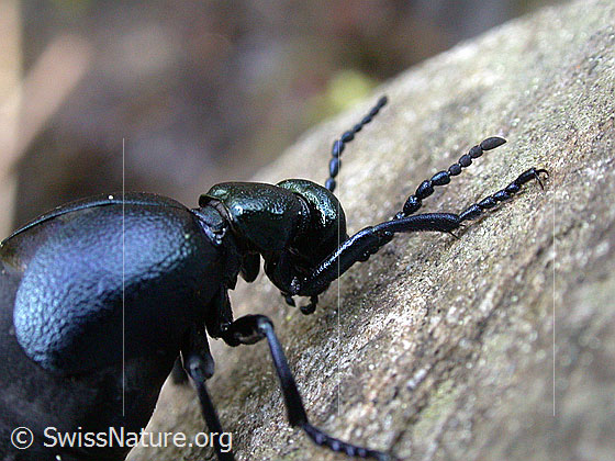Photo: Meloe proscarabaeus. Length 11 - 35mm. Female. Pregnant female before egg laying.