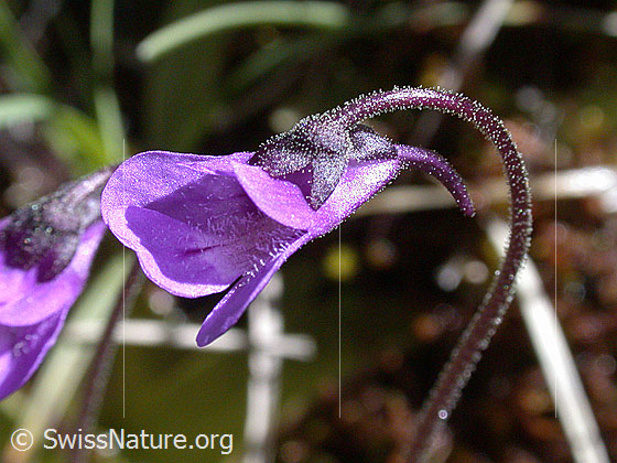 Foto: Gemeines Fettblatt, Blüte 
Lat.: Pinguicula vulgaris