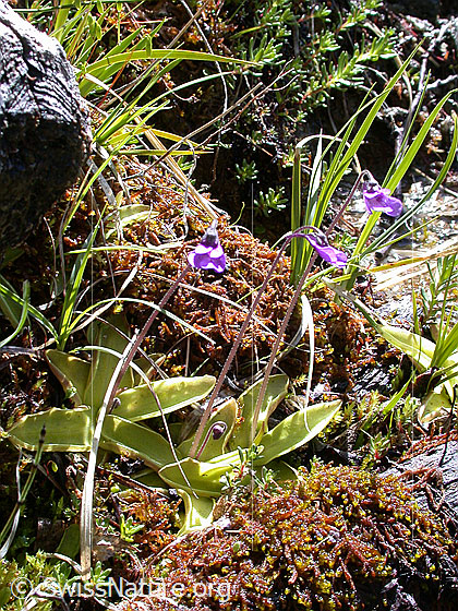 Foto: Gemeines Fettblatt 
Lat.: Pinguicula vulgaris