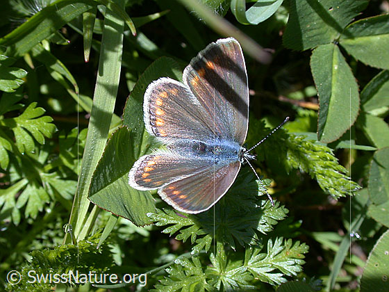 Foto: Himmelblauer Bläuling, Weibchen
Lat.: Polyommatus bellargus