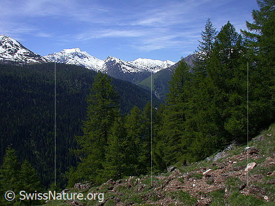 Foto: Blick über das Binntal Richtung SW.  Im Vordergrund: Lärchenwald im Hintergrund: Hillehorn und Oberblatthorn