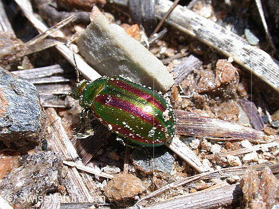 Längsgestreifter Blattkäfer (Chrysomela cerealis)