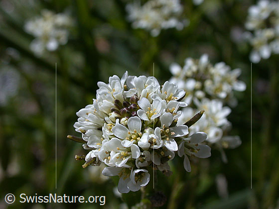 Foto: Bach-Gänsekresse, Blüte 
Lat.: Arabis subcoriacea