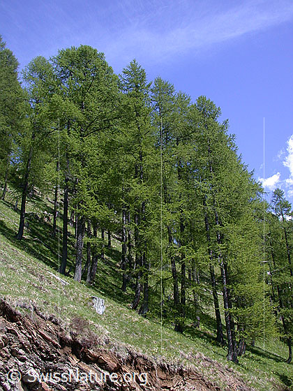 Foto: Lärchenwald