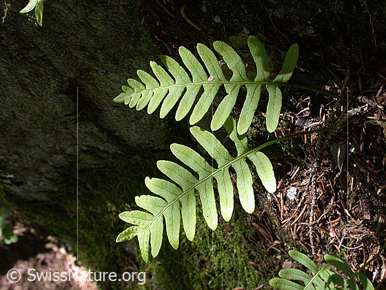 Foto: Gemeiner Tüpfelfarn, Engelsüss 
Lat.: Polypodium vulgare