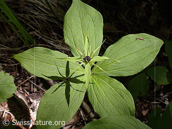 Foto: Vierblättrige Einbeere (Paris quadrifolia). Ganze Pflanze (Habitis). Ansicht von schräg oben.
Lat.: Paris quadrifolia
Familie: Melanthiaceae (Germergewächse)
Gattung: Paris (Einbeeren)