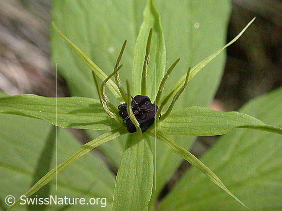 Foto: Vierblättrige Einbeere (Paris quadrifolia). Blüte und Blätter.
Lat.: Paris quadrifolia
Familie: Melanthiaceae (Germergewächse)
Gattung: Paris (Einbeeren)