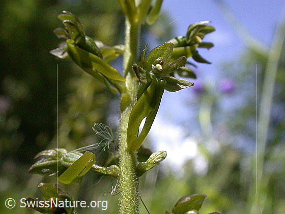 Foto: Grosses Zweiblatt, Blüte von vorne 
Lat.: Listera ovata
Familie: Orchidaceae