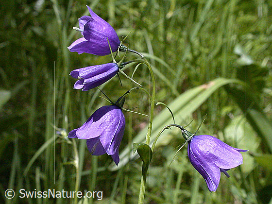 Foto: Rundblättrige Glockenblume 
Lat.: Campanula rotundifolia