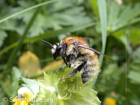 Foto: Feldhummel auf Blüte 
Lat.: Bombus agrorum