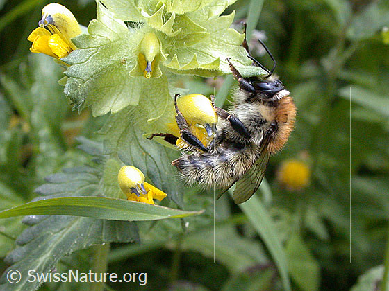Foto: Feldhummel an Blüte
Lat.: Bombus agrorum