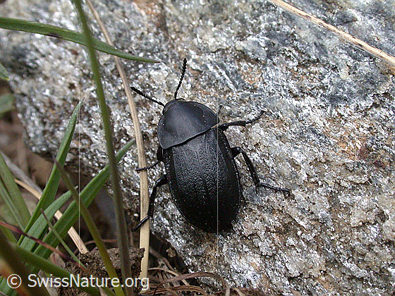 Foto: Flachstreifiger Aaskäfer (Silpha obscura)
Lat.: Silpha obscura
Familie: Silphidae