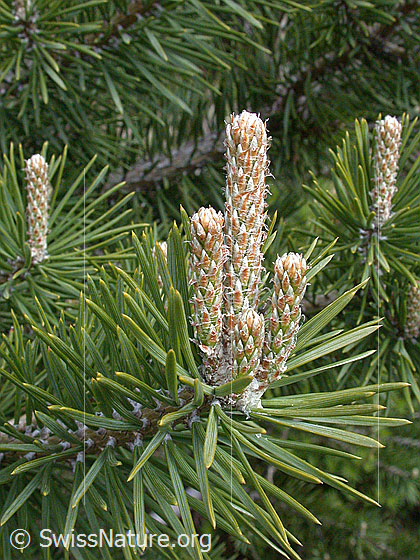 Foto: Trieb einer Berg-Föhre Lat.: Pinus mugo