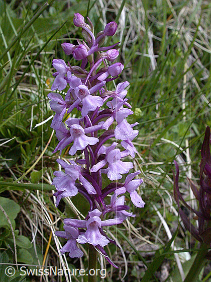 Foto: Langspornige Handwurz, Blütenstand 
Lat.: Gymnadenia conopsea
Familie: Orchidaceae