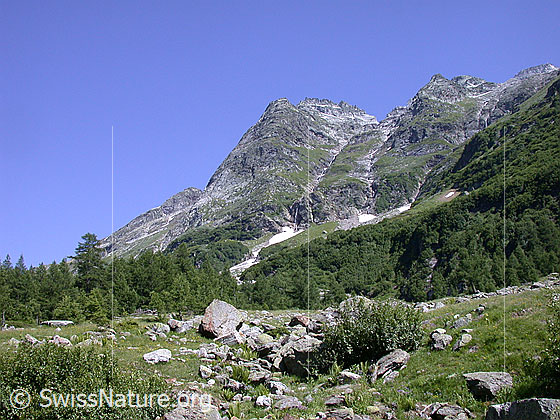 Foto: Seewischhorn von SW (Lärchultini)