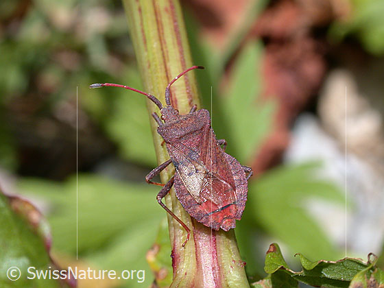 Grosse Randwanze (Coreus marginatus)