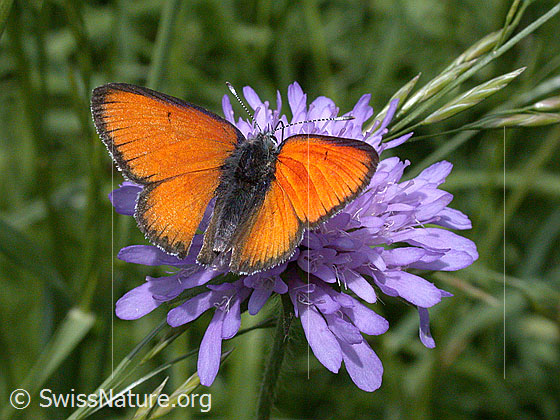 Foto: Lilagold-Feuerfalter Süd (Lycaena hippothoe eurydame). Flügel geöffnet. Ansicht von hinten oben.