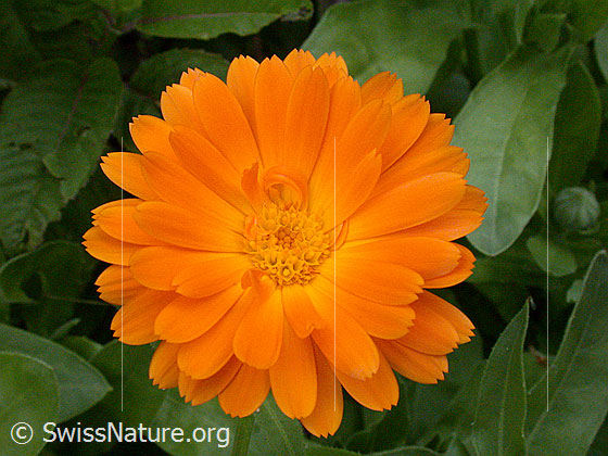 Foto: Garten-Ringelblume, Blüte
Lat.: Calendula officinalis
Familie: Asteraceae (Korbblüter)