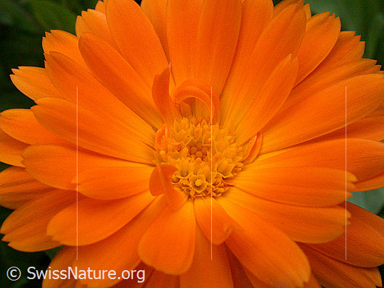 Foto: Garten-Ringelblume, Blüte
Lat.: Calendula officinalis
Familie: Asteraceae (Korbblüter)