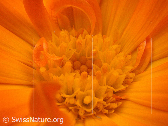 Foto: Garten-Ringelblume, Ausschnitt Blüte
Lat.: Calendula officinalis
Familie: Asteraceae (Korbblüter)